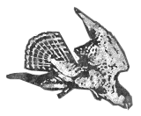Waterloo Hawks logo